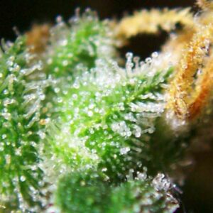 Queen Haze CBD — fleur sativa close-up